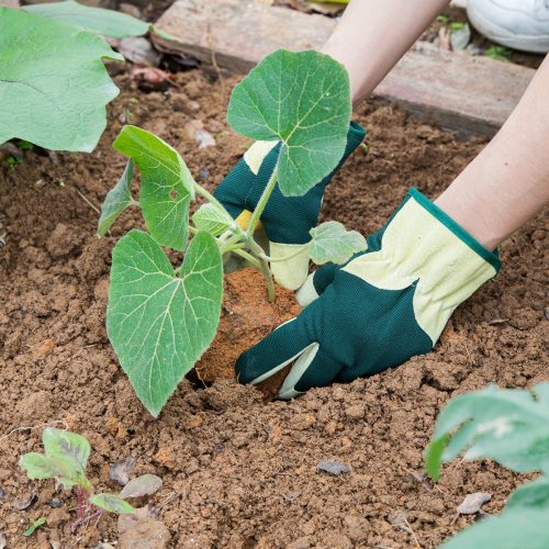 Manusi de gradinarit din piele intoarsa Navaris, Marime L, Tesatura Spandex, 49174.03